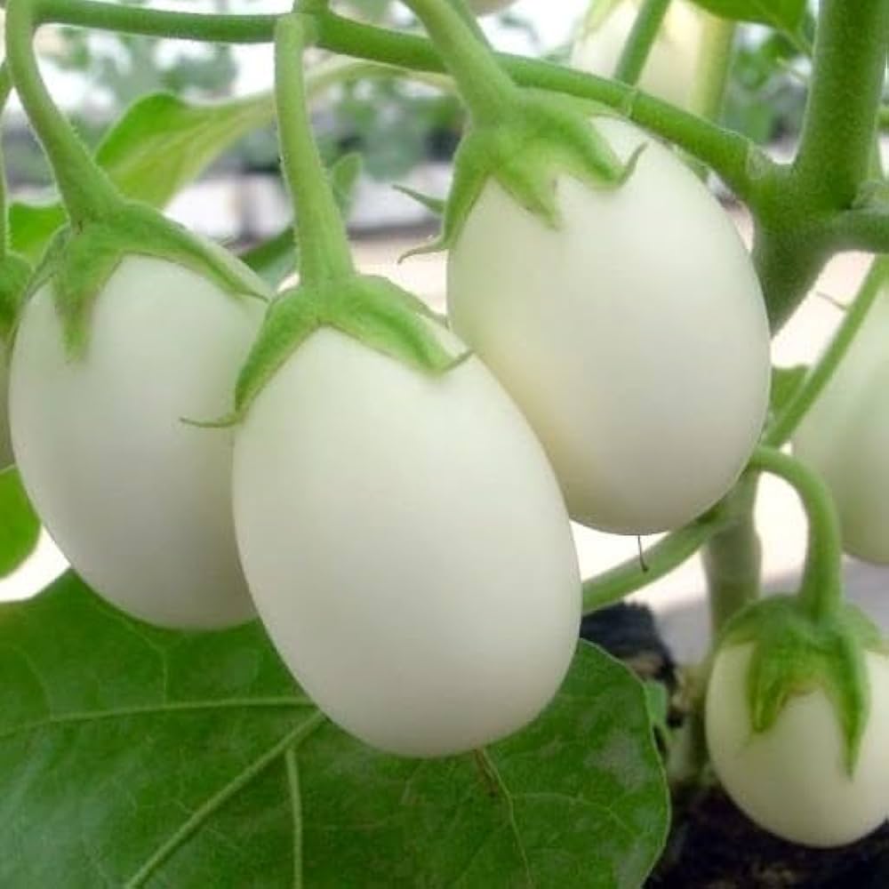 White (Eggplant ‘Amburgine’) for planting in garden